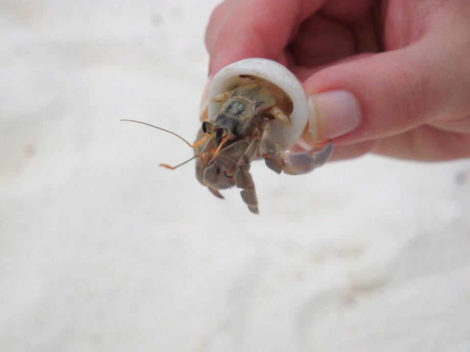 Hotel Meeru Island Resort Meeru Maldives Resort Island