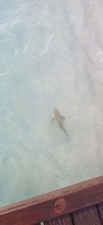 Sport & Freizeit Adaaran Select Meedhupparu Island Resort - Premium All Inclusive