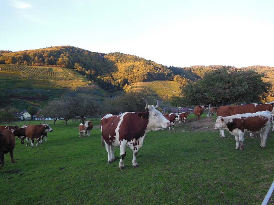 Sonstige Hotel Tobererhof
