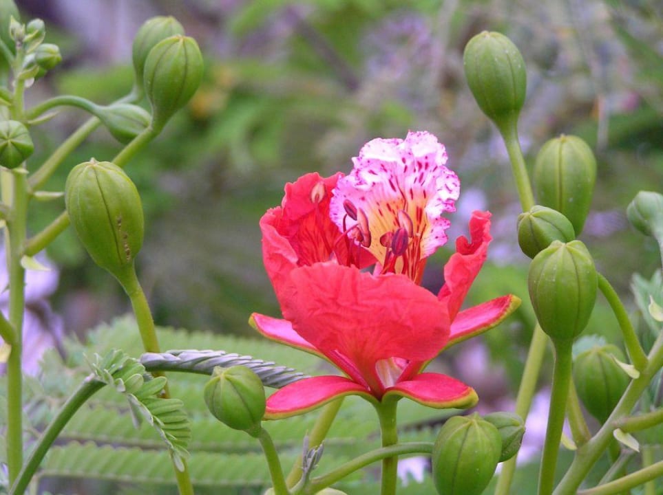 Baum-Blüten Lotus Bay Beach Resort
