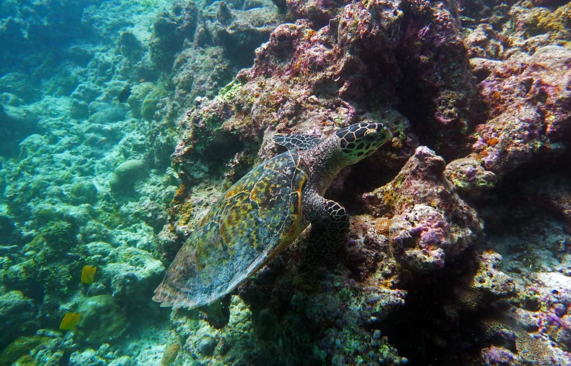 Schildkröte am Hausriff Filitheyo Island Resort