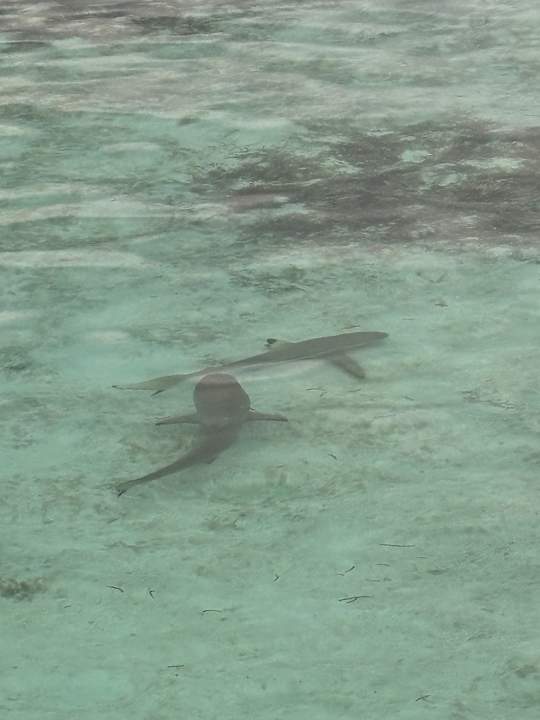 Sonstiges Jawakara Islands Maldives