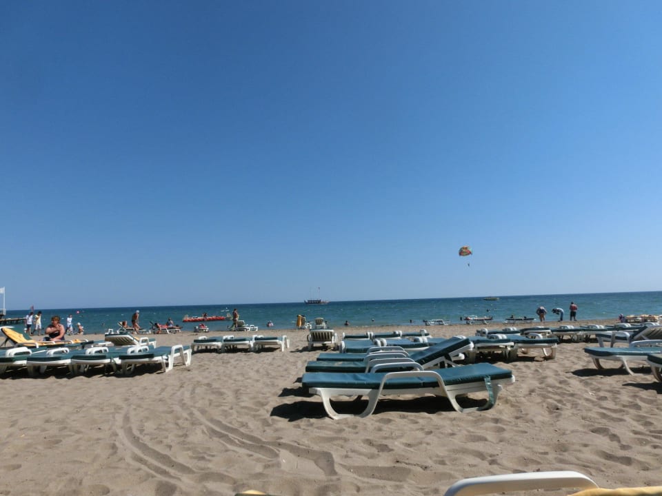 Immer eine frei Liege  Papillon Ayscha