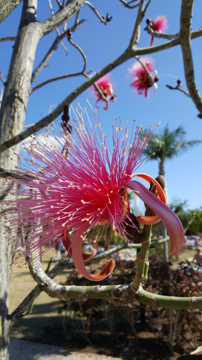 Gartenanlage Blau varadero - Adults only