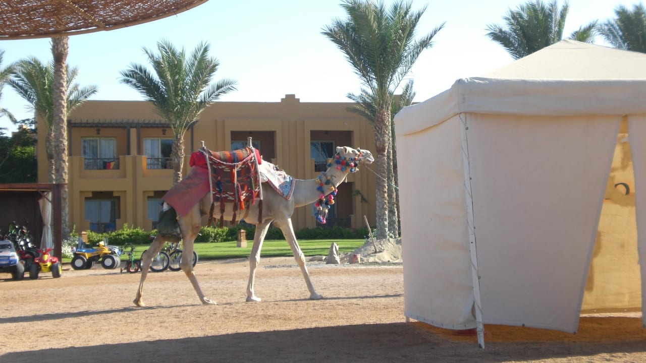 Da läuft es und sucht einen Reiter/in Stella Beach Resort & Spa Makadi Bay