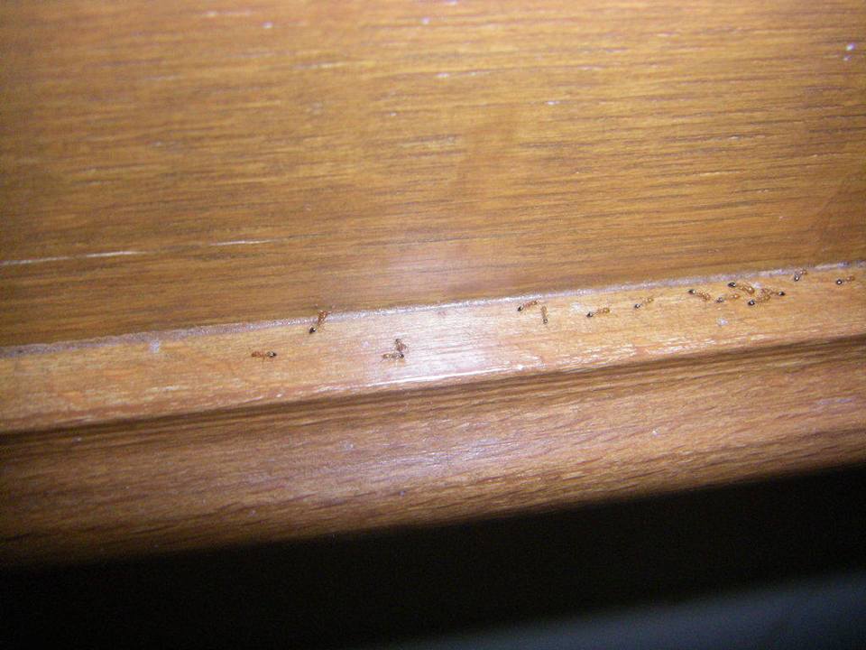 Ameisenstraße im Zimmer! Regency Plaza Aqua Park & Spa