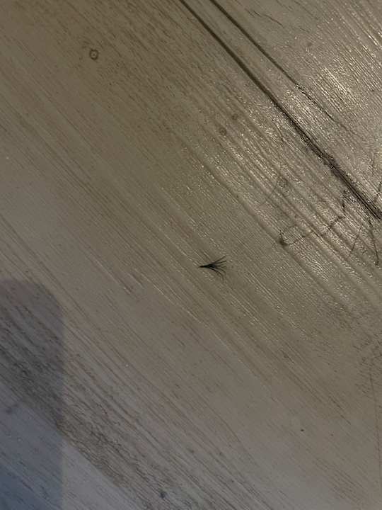 Zimmer FERGUS Club Pineda Splash