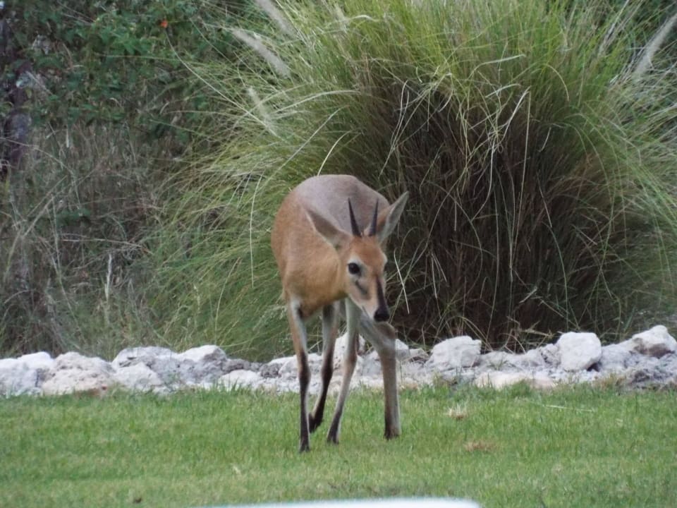 Kronenducker Mushara Bush Camp