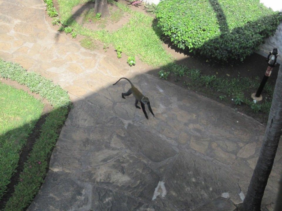 Affen Hotel Southern Palms Beach Resort