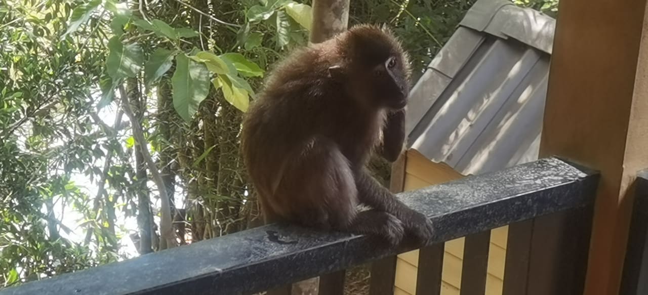 Gartenanlage The Bliss Khao Sok Boutique Lodge