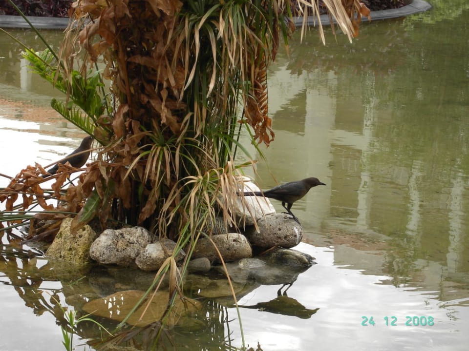 Akumal Gebäude, Garten Grand Oasis Tulum Riviera - All Inclusive