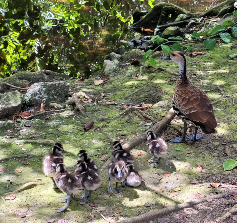 Gartenanlage Caribe Deluxe Princess