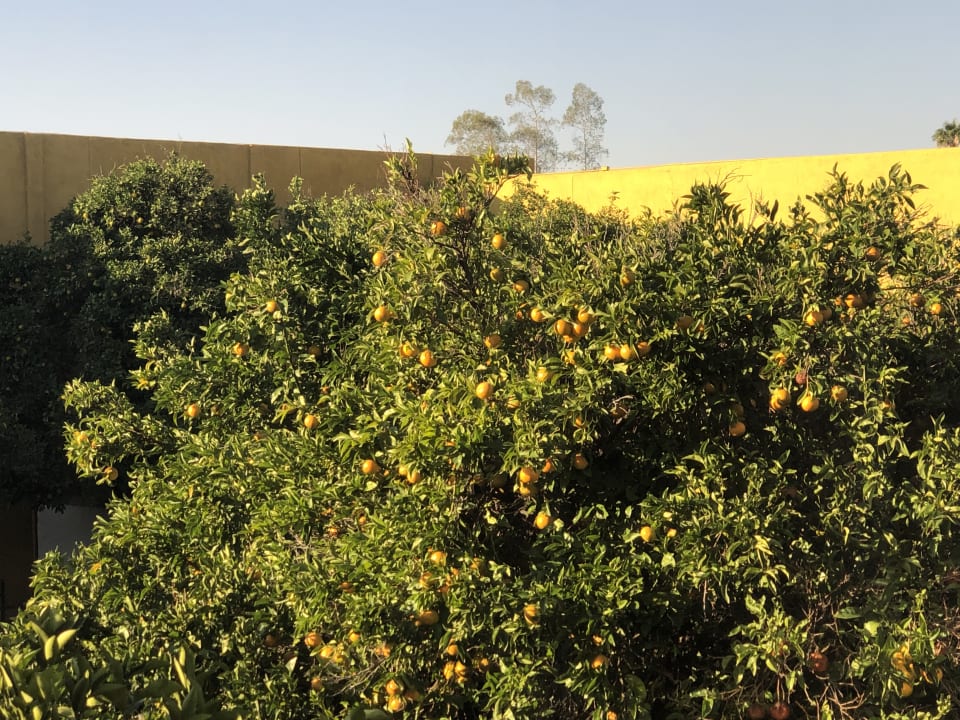Ausblick Doubletree Hotel Tucson at Reid Park