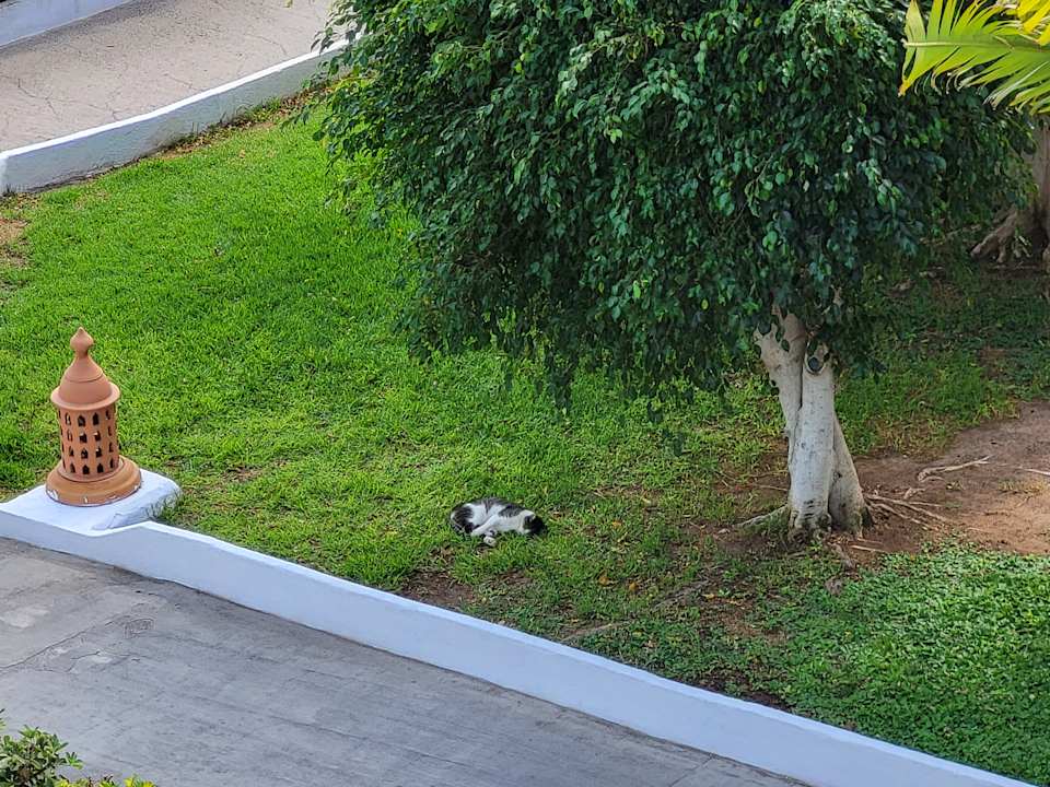 Gartenanlage Esencia de Fuerteventura