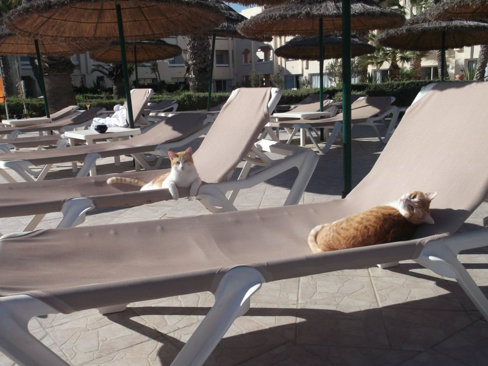 Wie niedlich Iberostar Waves Mehari Djerba