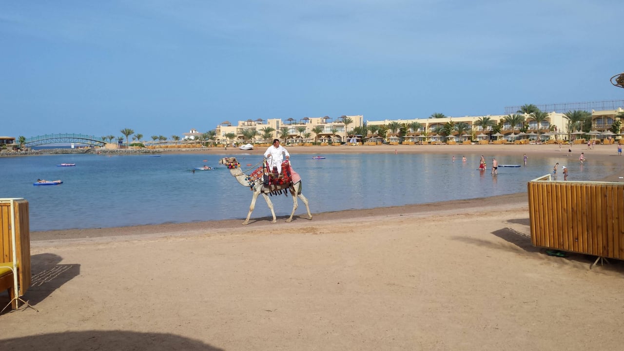 Kamelreiter Desert Rose