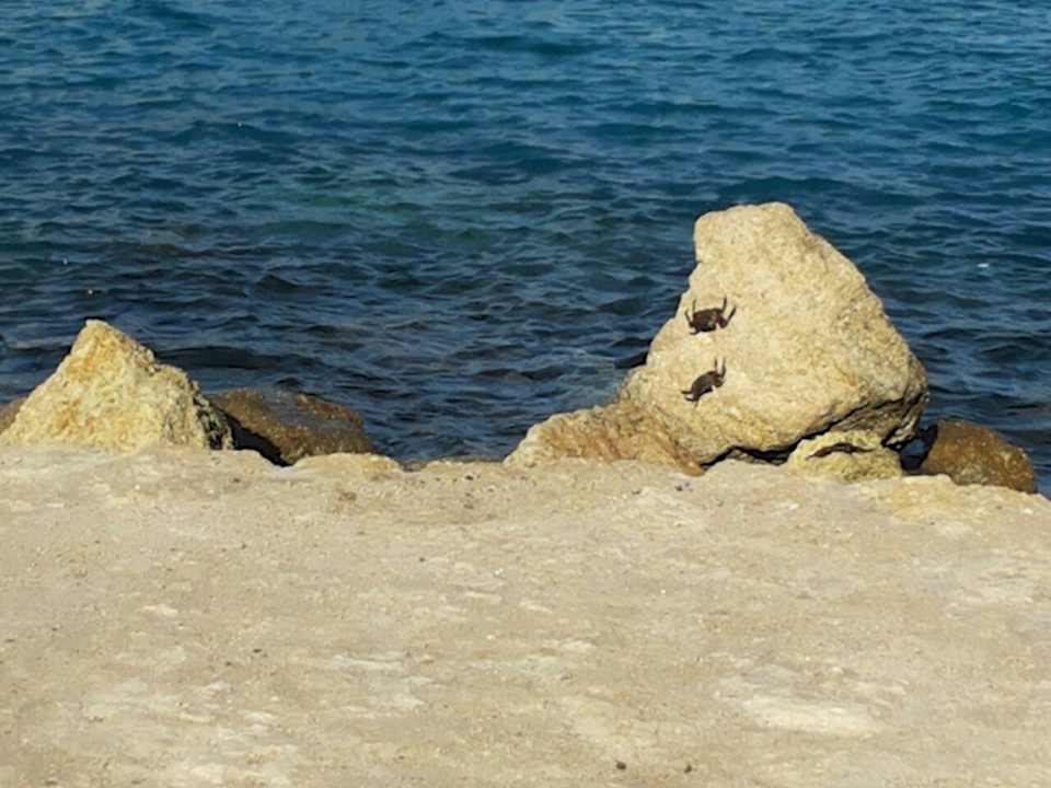 Krebssonnenbad Pickalbatros Citadel Resort