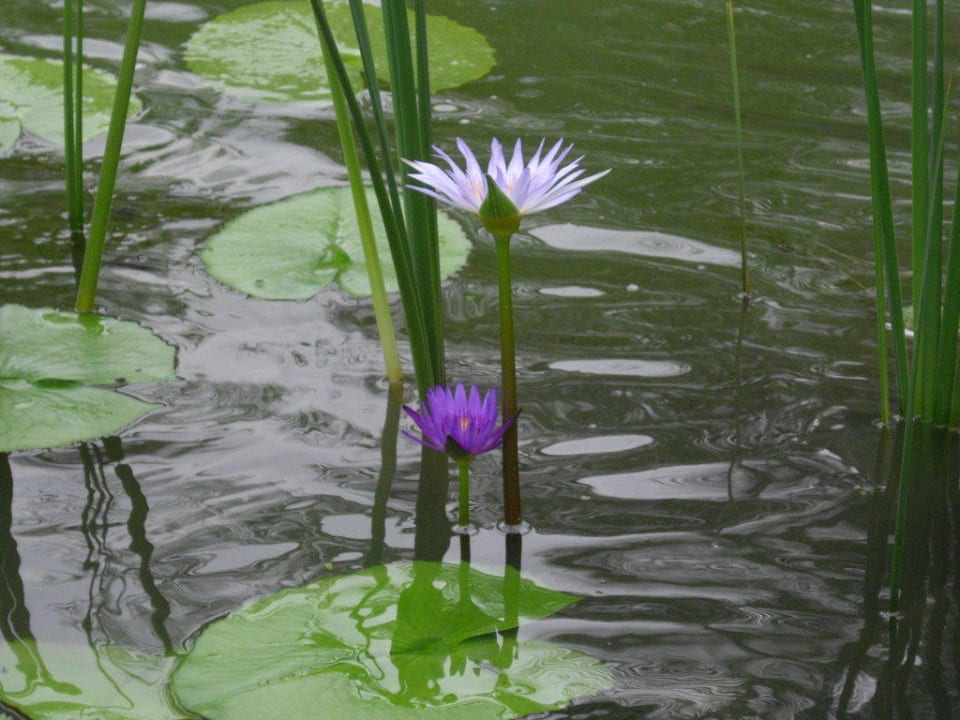 Seerosen auf dem Gartenteich Bo Phut Resort & Spa