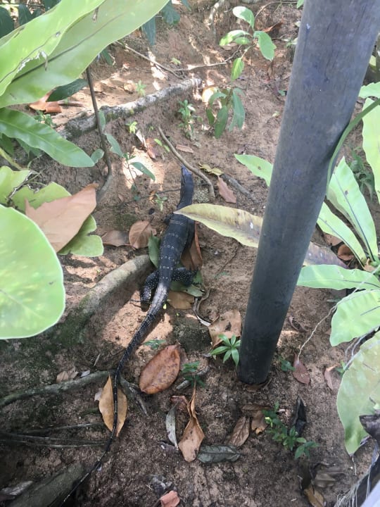 Gartenanlage Khao Lak Merlin Resort