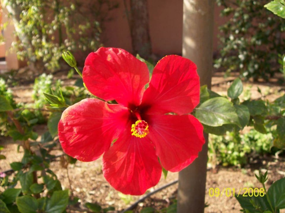 Blume Eagles Paradise Abu Soma
