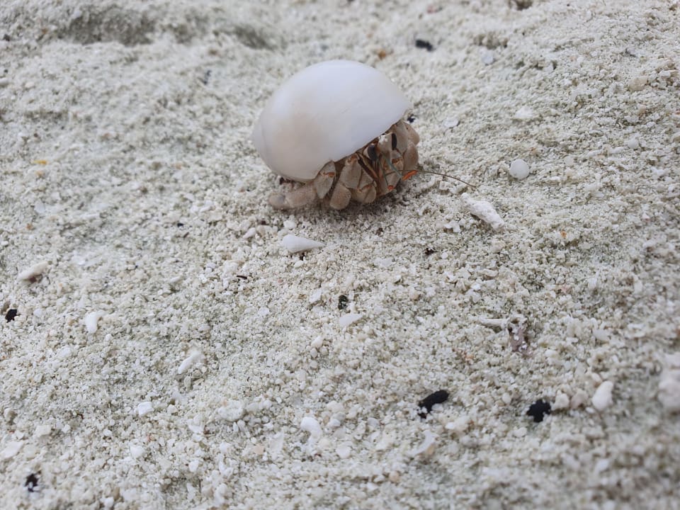 Strand Meeru Maldives Resort Island