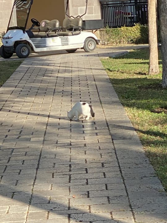 Sonstiges Calimera Serra Palace