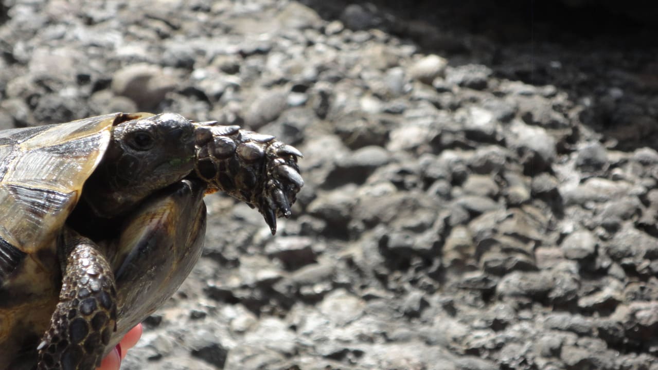 Schildkröte Arycanda Kirman Premium