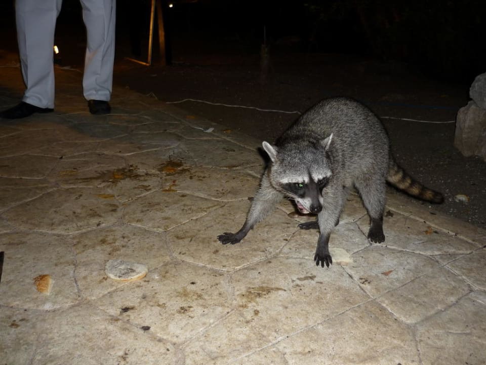 Mr. Waschbär Sandos Caracol Eco Resort