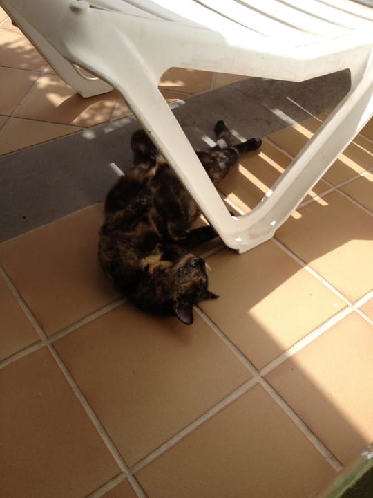 Täglicher Besucher Bungalows Cordial Sandy Golf