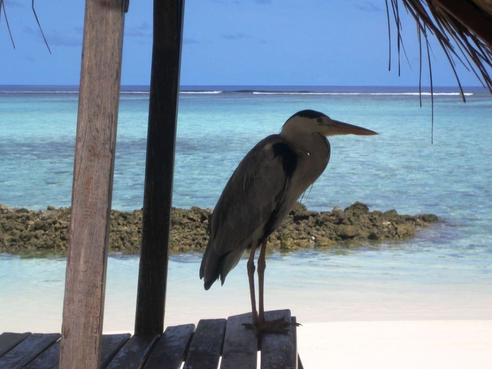 Immer wieder zu sehen " Der Reiher " Summer Island Maldives