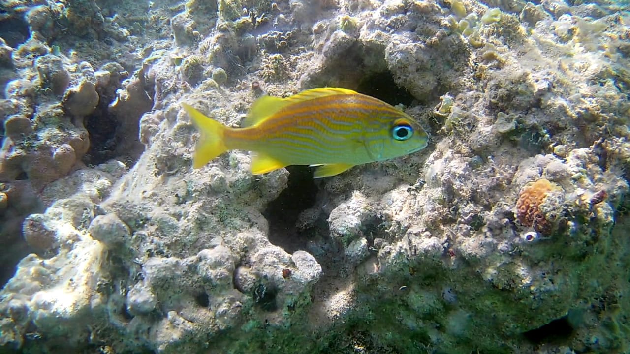 Strand Bahia Principe Grand El Portillo