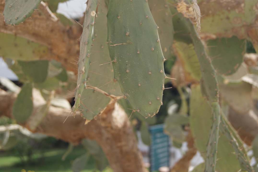 Kaktus Ghazala Beach