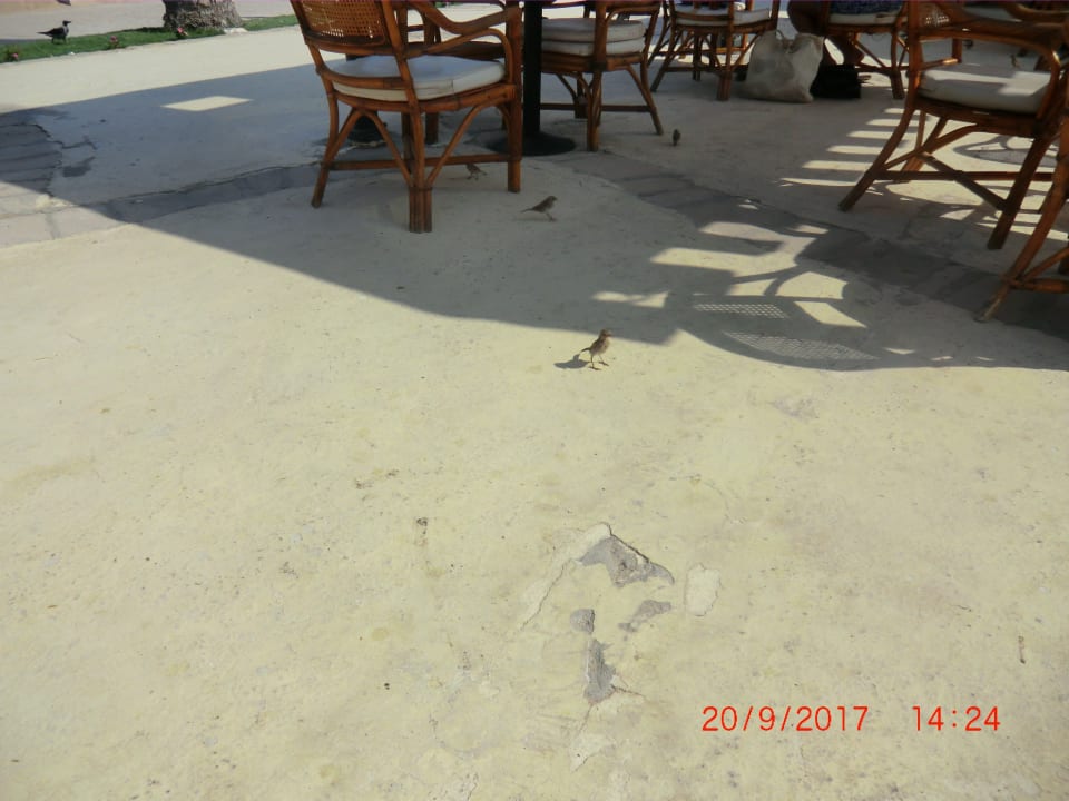 Restaurant Grand Makadi