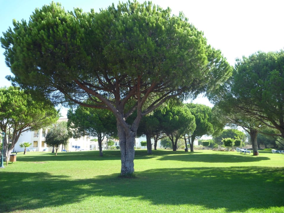 Schöne Bäume AP Adriana Beach Resort