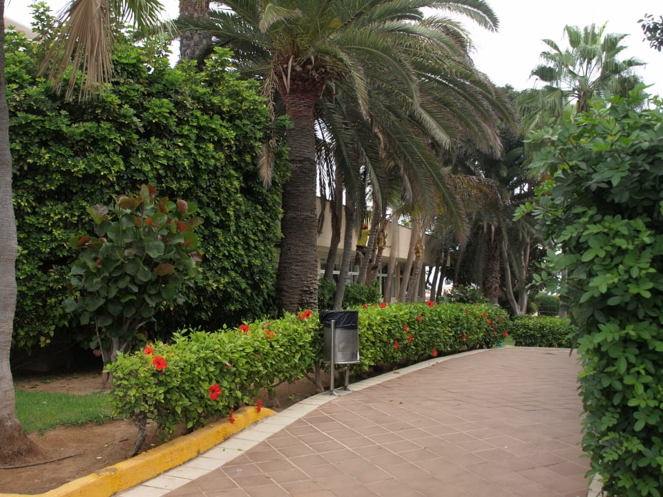Gartenanlage Hotel Riu Oliva Beach - Hotel