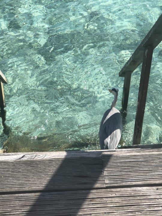 Außenansicht Safari Island Maldives