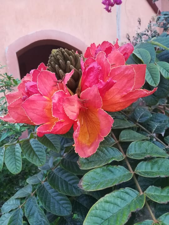 Gartenanlage Hotel Blue Lagoon