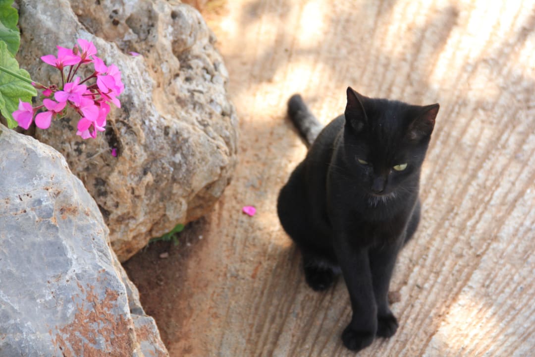 Wszechobecne koty nr 2 Anissa Beach & Village