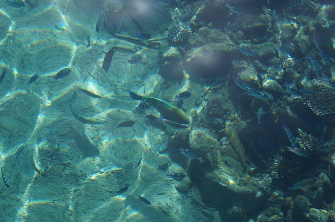 Морские жители .Вид с пирса Desert Rose