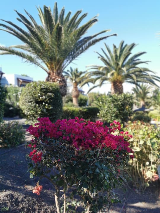 Gartenanlage Marina Playa Suite Hotel