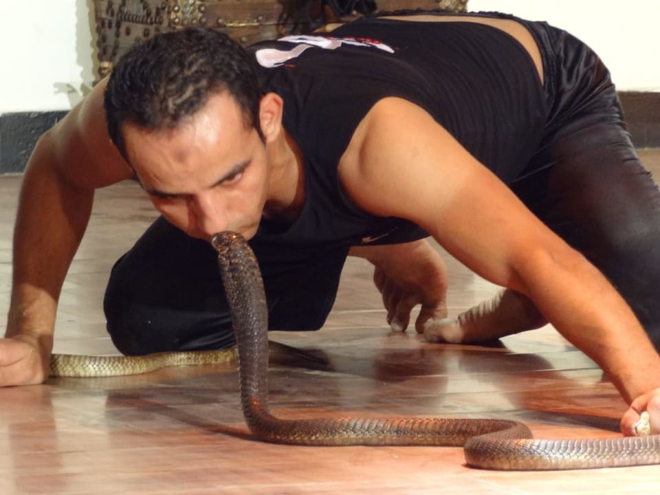 Schlange- Cobra-Show Pickalbatros Jungle Aqua Park Resort - Neverland Hurghada