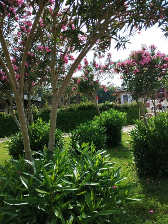 Gartenanlage AQI Pegasos Resort