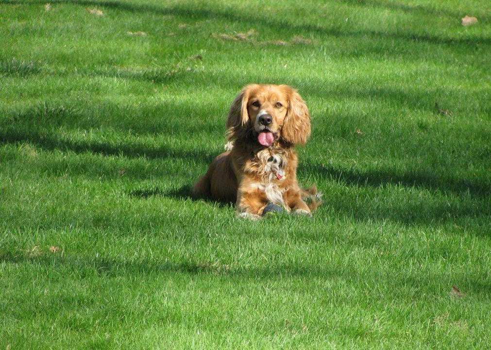 Der "Hauswächter" B&B St. John Street Palmer