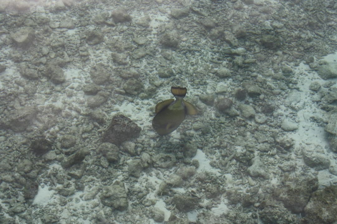 Drückerfisch Veligandu Maldives Resort Island