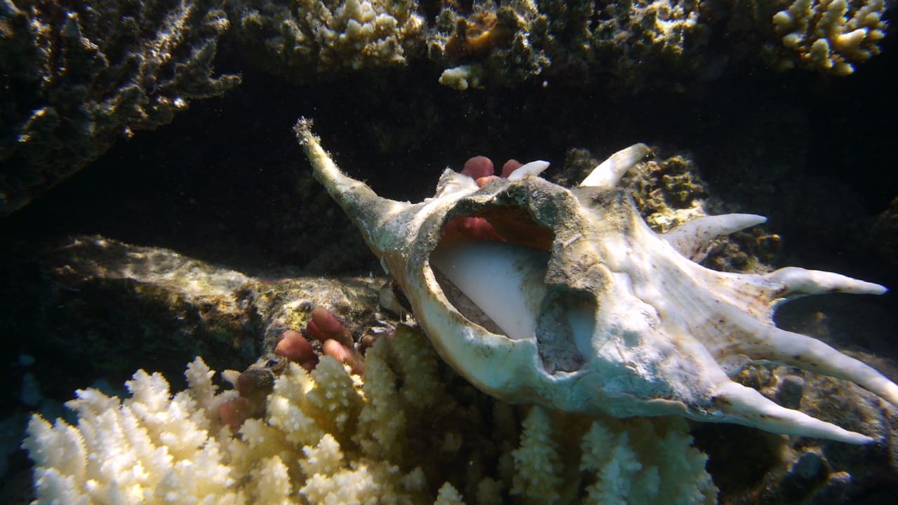 Sport & Freizeit Malikia Resort Abu Dabbab