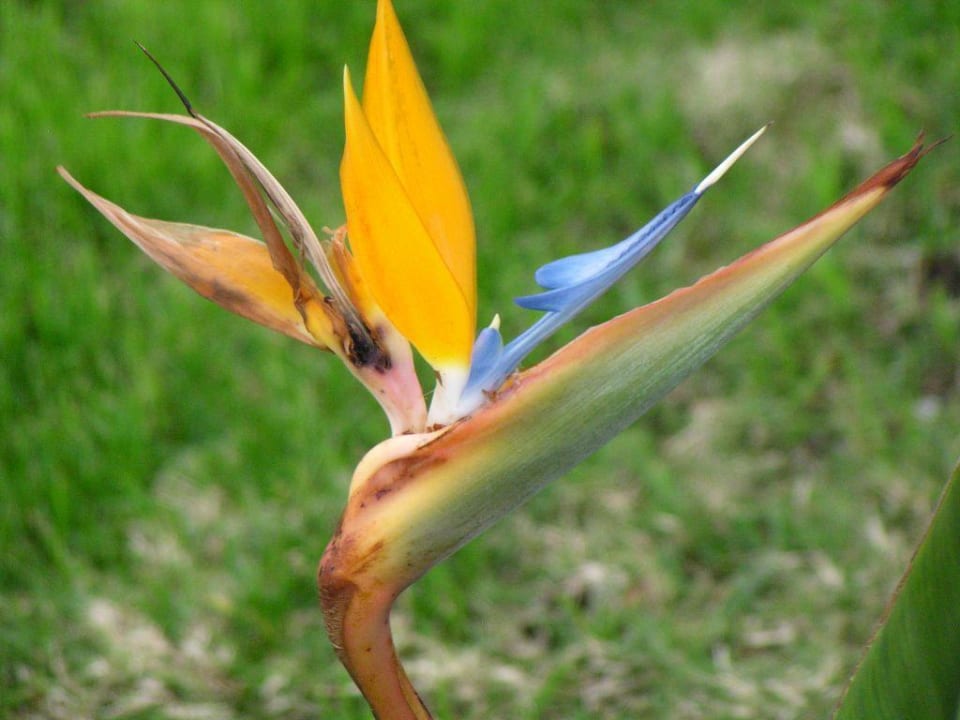 Strilizie Voyage Belek Golf & Spa