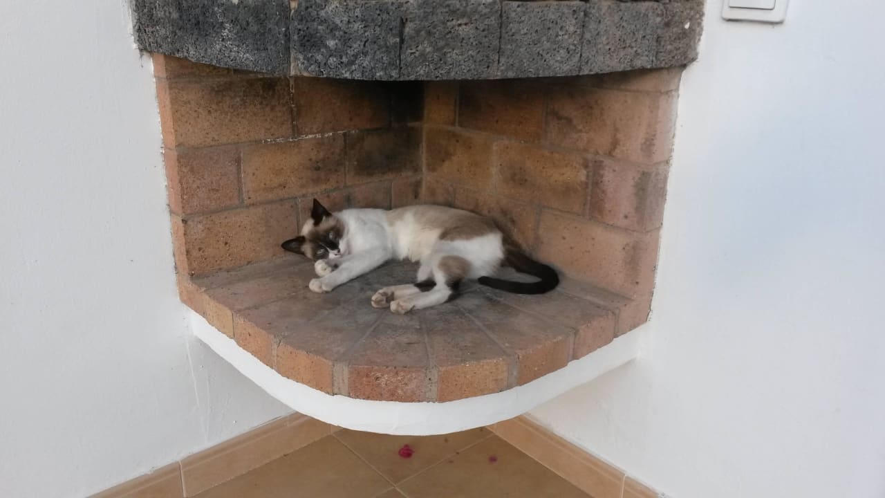 Katze in der Anlage Hotel Hyde Park Lane