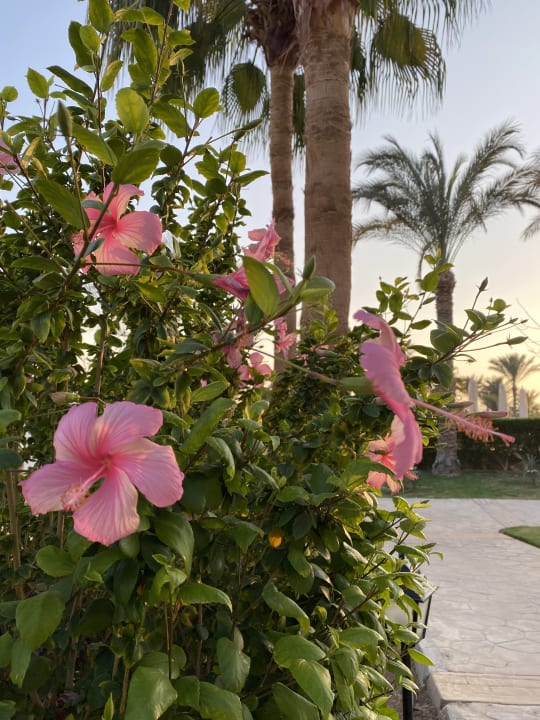 Gartenanlage Steigenberger Coraya Beach - Adults only