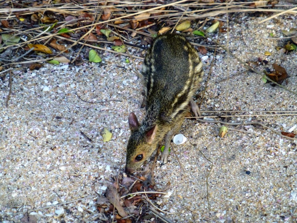 Gartenanlage Jungle Beach by Uga Escapes