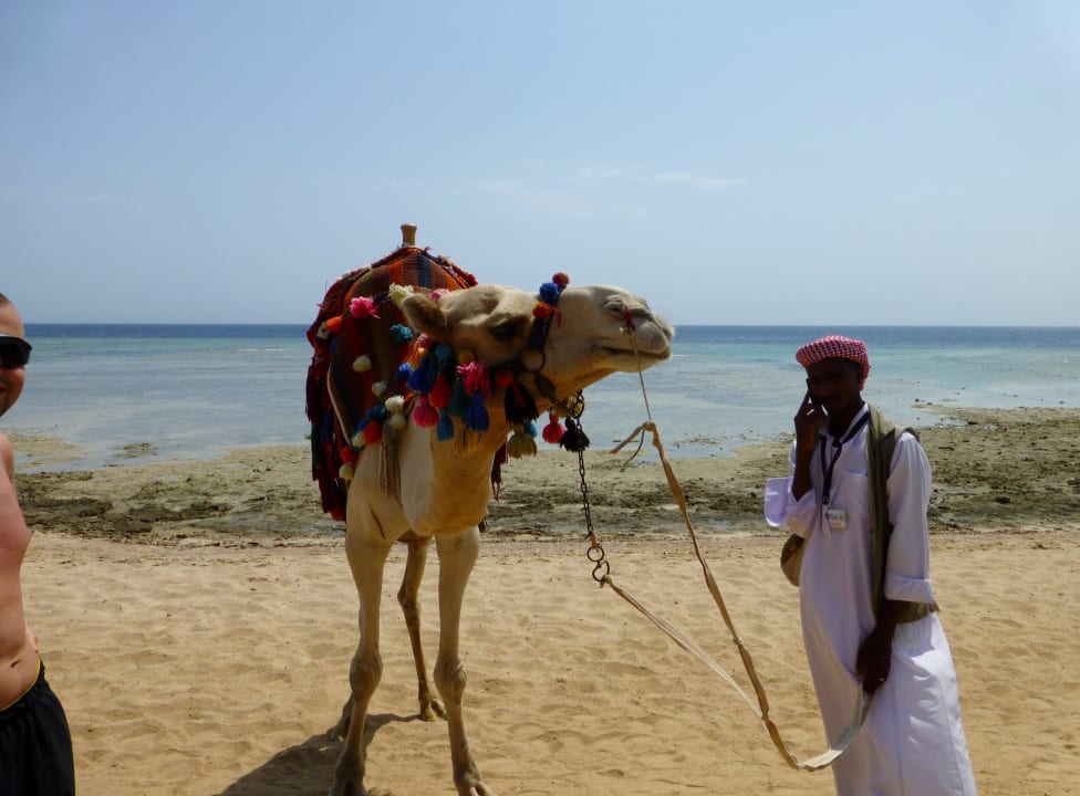 2x täglich kommt "Oscar", hat Hunger und Durst. Makadi Spa - Adults only